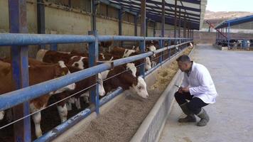 Veterinarian and calves. The vet is checking the calves and taking notes on the tablet. Modern fattening farm. video
