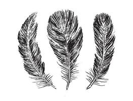 Feathers on white background. Hand drawn sketch style. vector