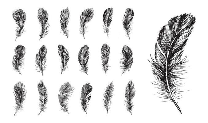 Feathers on white background. Hand drawn sketch style.