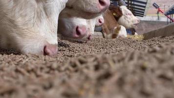 Calf feed and calf. Calves consuming feed in a modern cattle farm. Cute calves with pink lips are eating.  Simmental calves. video