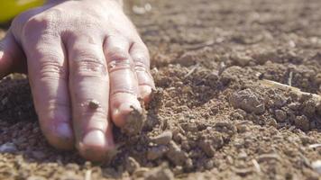 Bauer sät Samen und gießt Wasser mit seinen Händen. Detail der Hand des Bauern, der mit seiner Hand einen einzelnen Samen auf das Feld legt, ihn mit Erde bedeckt und Wasser gießt. video