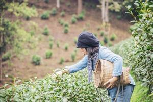 Woman harvest - pick fresh green tea leaves at high land tea field in Chiang Mai Thailand - local people with agriculture in high land nature concept photo