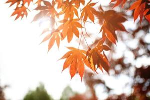 Fall, autumn, leaves, leaf background. A tree branch with autumn leaves on a blurred background. Landscape in autumn season photo