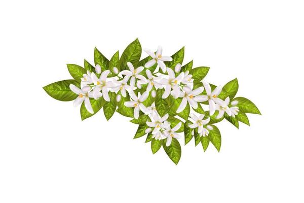 Jasmine Flower Vector Art, Icons, and Graphics for Free Download
