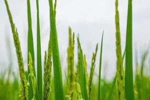 Close up view of rice plant is growing, blur background. photo