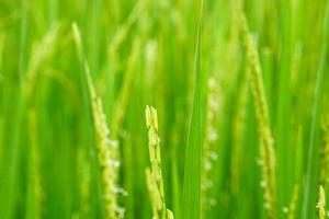Close up view of rice plant is growing, blur background. photo