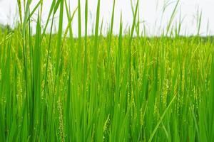Close up view of rice plant is growing, blur background. photo