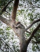 koala australiano durmiendo en el árbol en el parque nacional de oatway, estado de victoria de australia. Los koalas son uno de los animales más icónicos de Australia. foto