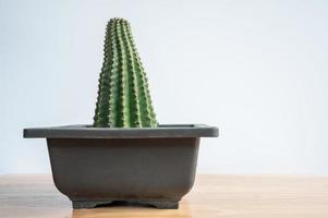 A pot of strange Echinopsis calochlora cactus stretching caused of lack of sunlight. Cactus need exposure to lots of sunlight to thrive and blossom. photo