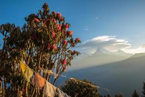 rango de annapurna y vista del árbol de rododendro desde la cima de poonhill en el área de conservación de annapurna en nepal. Annapurna Sanctuary Trek es el destino de caminata más popular de la región de Annapurna. foto