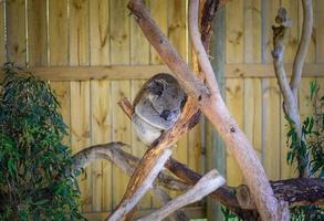 Australian Koala sleeping on the tree in Phillip island conservation wildlife park, Victoria state of Australia. photo