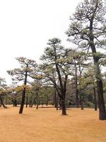 View of Tokyo skyline from the outer imperial palace gardens photo