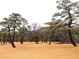 vista del horizonte de tokio desde los jardines exteriores del palacio imperial foto