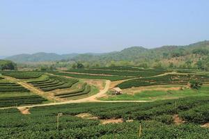 Green Tea Farm photo