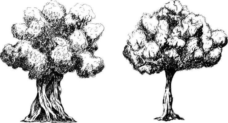 Sketch drawing of a tree.