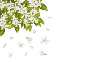 Neroli flowers and leaves vector