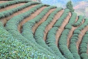 Green Tea Farm photo