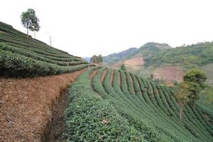 Green Tea Farm photo