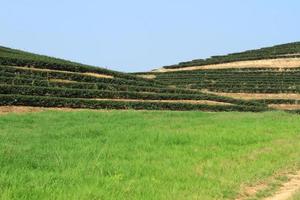 Green Tea Farm photo