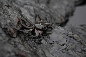 derrame de cangrejo y petróleo crudo en la piedra a foto