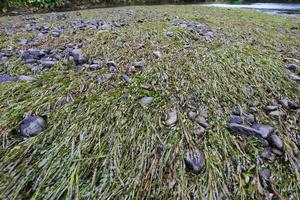 river with algae photo