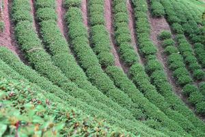 granja de té verde foto