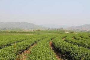 Green Tea Farm photo