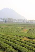 Green Tea Farm photo