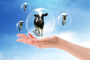 cow in the bubbles   on blue sky background. photo