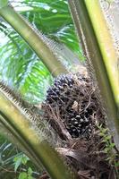 fruta de palma en el árbol, planta tropical para la producción de biodiesel foto