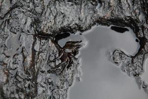 crab and crude oil spill on the stone a photo