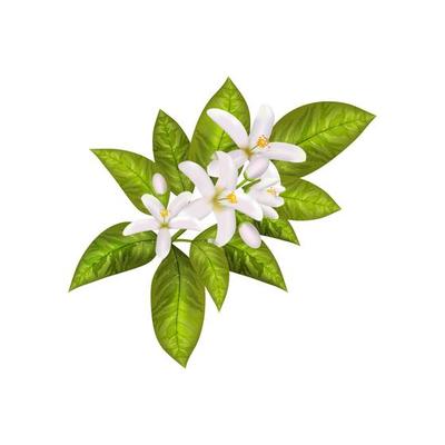 Jasmine Flower Vector Art, Icons, and Graphics for Free Download