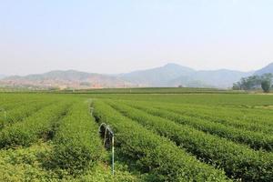 Green Tea Farm photo