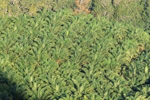 oil palm estate photo