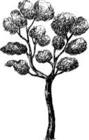 Sketch drawing of a tree. vector