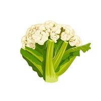 vector illustration, cauliflower side view, isolated on a white background.