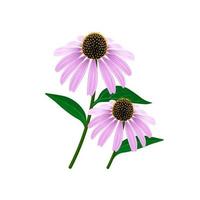 Vector illustration, Coneflower or echinacea, isolated on white background, design element for templates, packaging labels or prints.