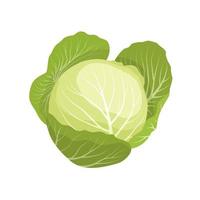 Vector illustration, fresh cabbage isolated on white background, healthy vegetable design element, for a template or recipe image.