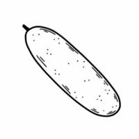 Cucumber on white background. Healthy vegetable. Vector doodle illustration. Hand drawn sketch.