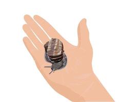 caracol de uva grande en la palma de tu mano. realismo. ilustración de stock vectorial. vector