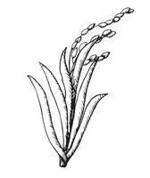 planta de arroz con hojas y granos, ilustración vectorial en estilo garabato. vector