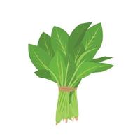 Flat vector of Spinach isolated on white background. Flat illustration graphic icon