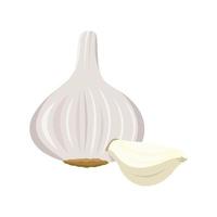 Flat vector of Garlic isolated on white background. Flat illustration graphic icon