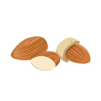 Flat vector of Almond nuts isolated on white background. Flat illustration graphic icon