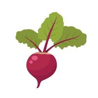 Flat vector of Beetroot isolated on white background. Flat illustration graphic icon