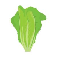 vector plano de lechuga aislado sobre fondo blanco. icono gráfico de ilustración plana