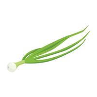 Flat vector of Chives isolated on white background. Flat illustration graphic icon