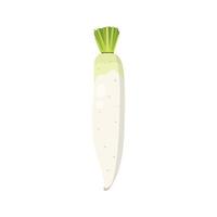 Flat vector of Daikon Radish isolated on white background. Flat illustration graphic icon