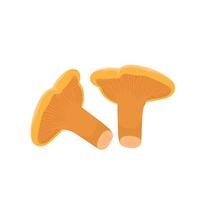 Flat vector of Chanterelle  mushroom isolated on white background. Flat illustration graphic icon