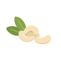 Flat vector of cashew nuts isolated on white background. Flat illustration graphic icon